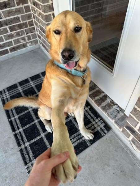 *ADOPTED* <br> Bourbon 