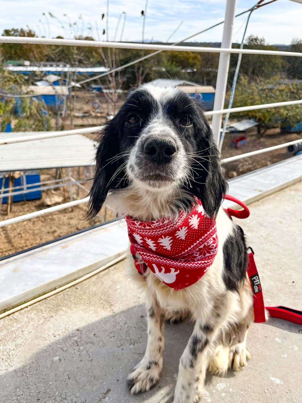 *ADOPTED* <br> Aggie  