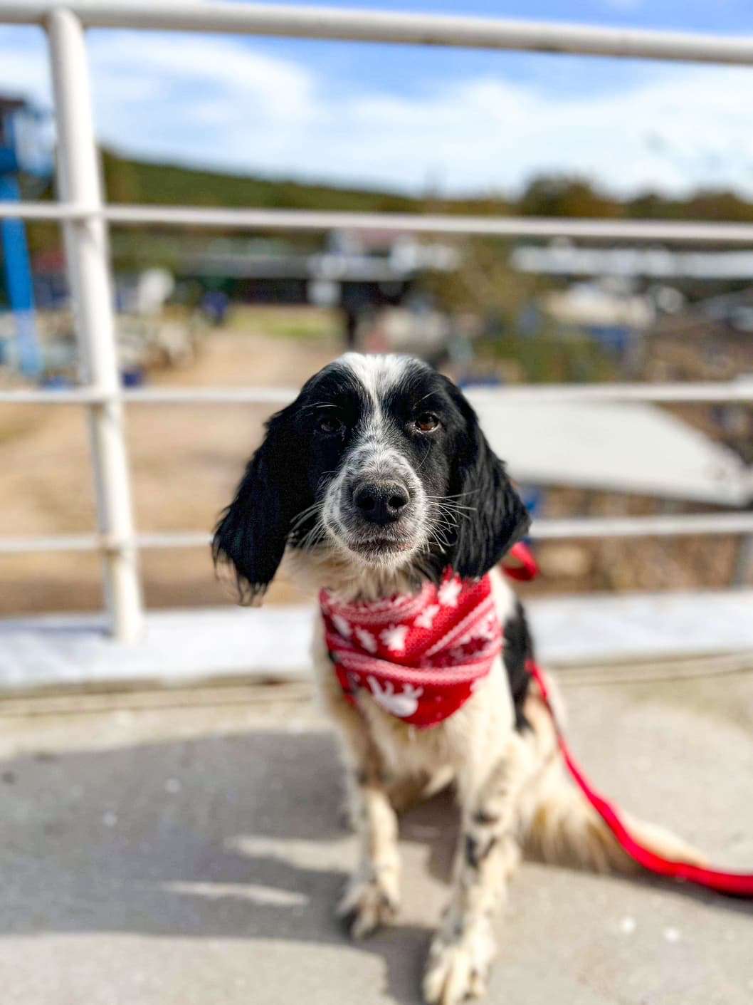 *ADOPTED* <br> Aggie  
