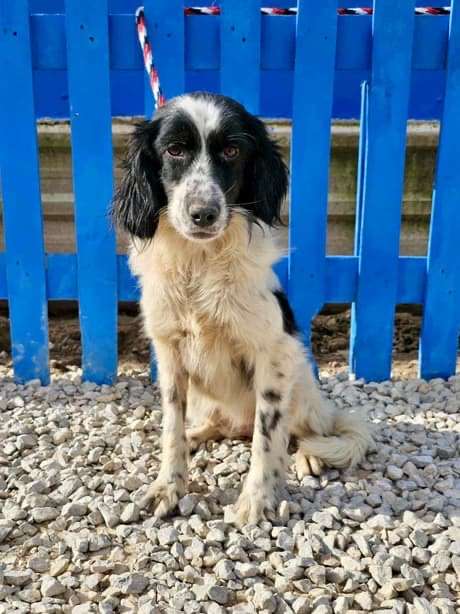 *ADOPTED* <br> Aggie  