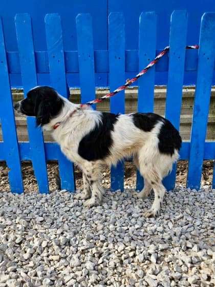 *ADOPTED* <br> Aggie  
