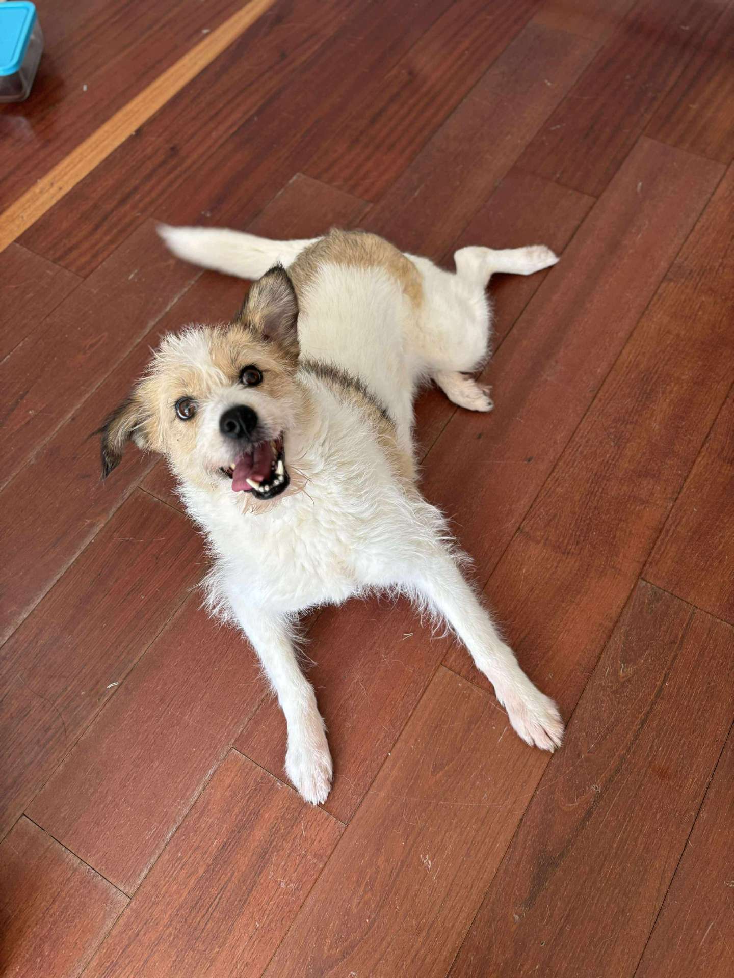 *ADOPTED* <br> Ramona 
