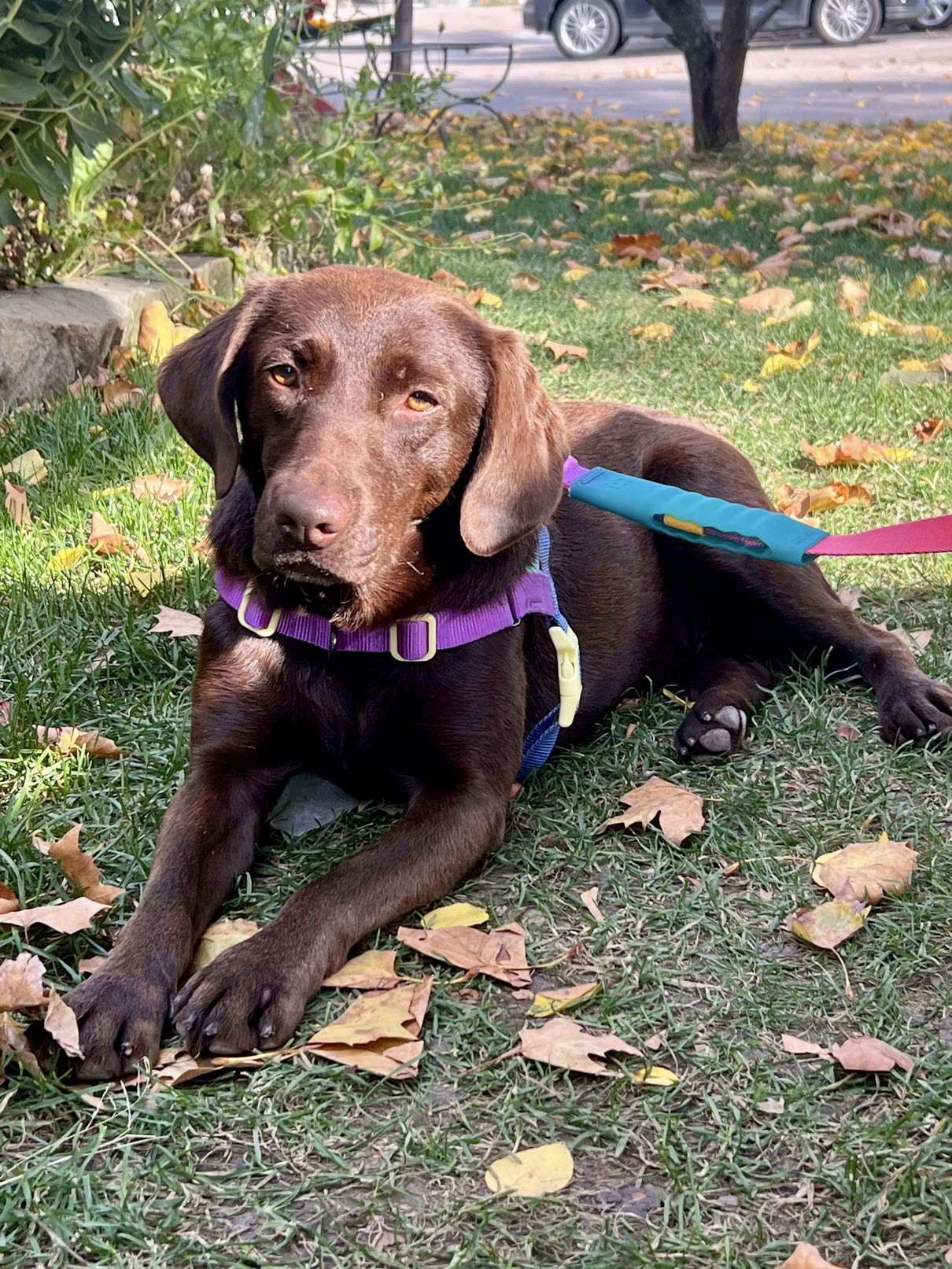*ADOPTED* <br> Bal