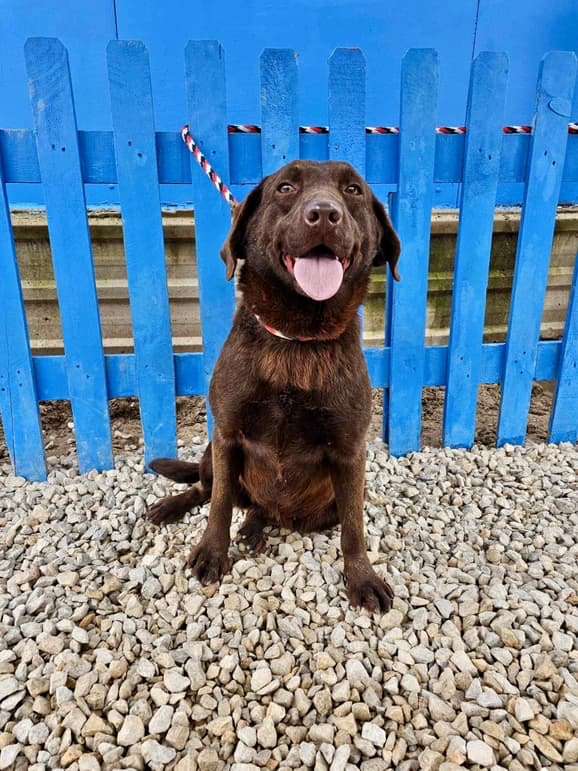 *ADOPTED* <br> Bal