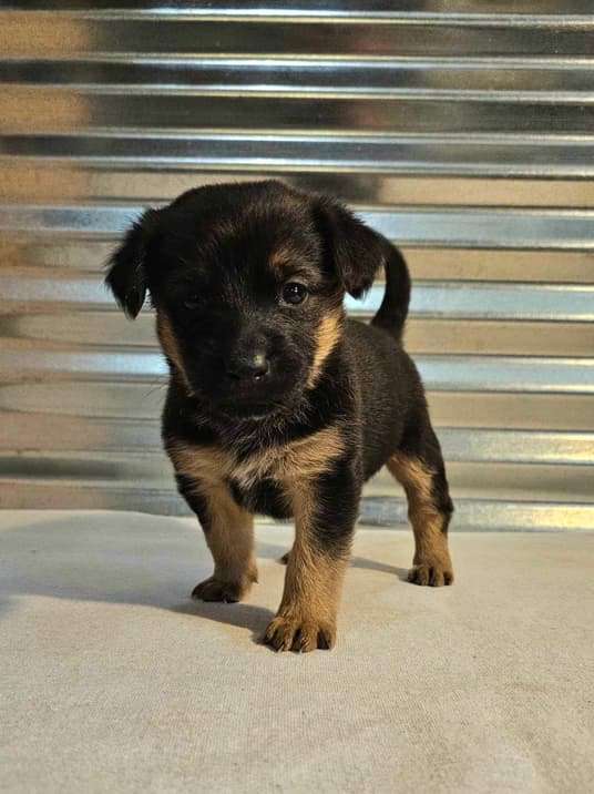 *ADOPTED* <br> Magnolia 