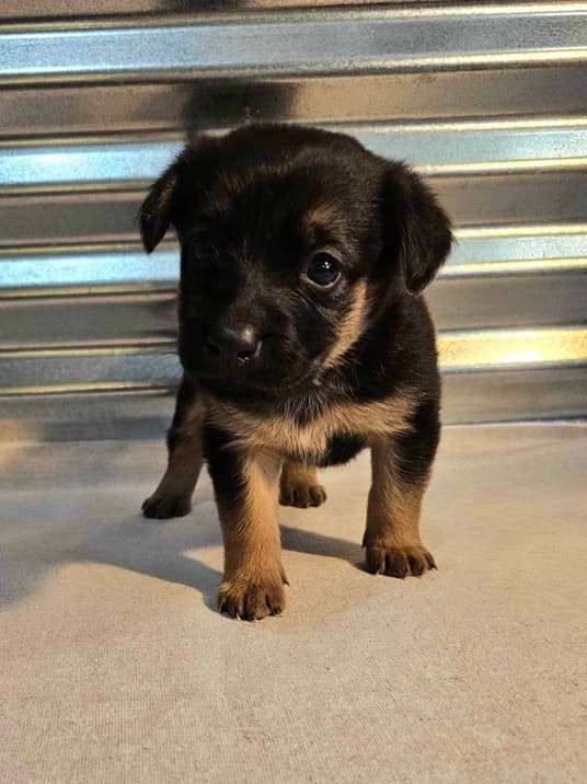 *ADOPTED* <br> Magnolia 