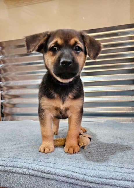 *ADOPTED* <br> Magnolia 