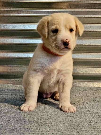 *ADOPTED* <br> Sassafras