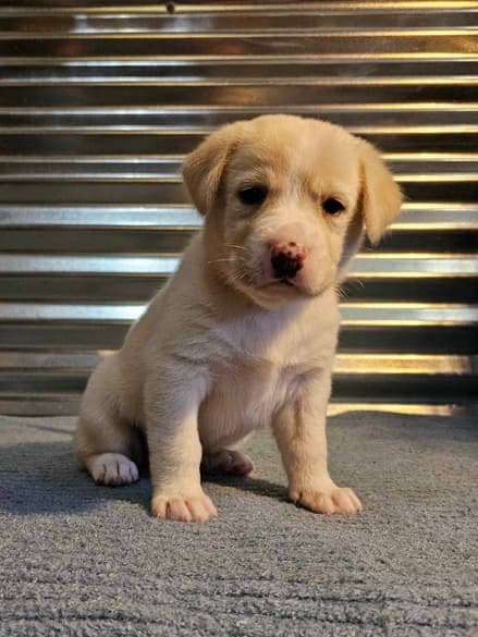 *ADOPTED* <br> Sassafras