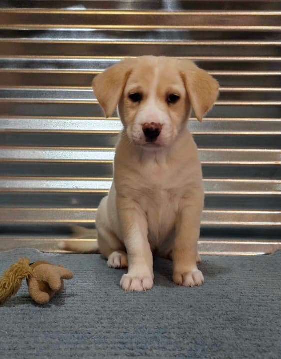 *ADOPTED* <br> Sassafras