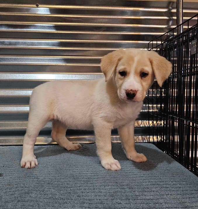 *ADOPTED* <br> Sassafras