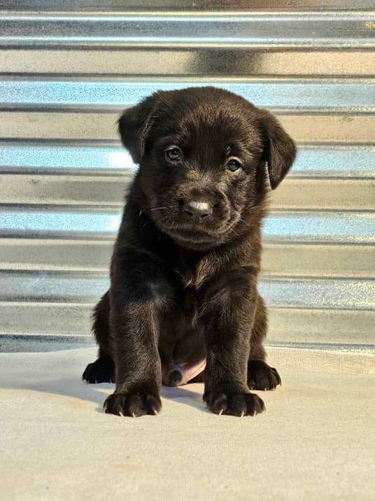 *ADOPTED* <br> Aspen 