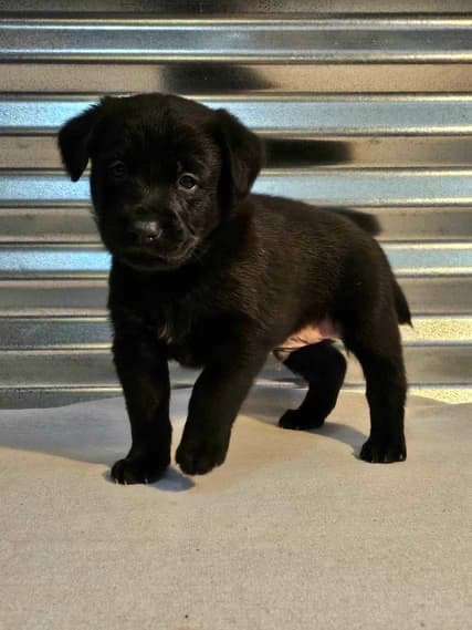 *ADOPTED* <br> Aspen 
