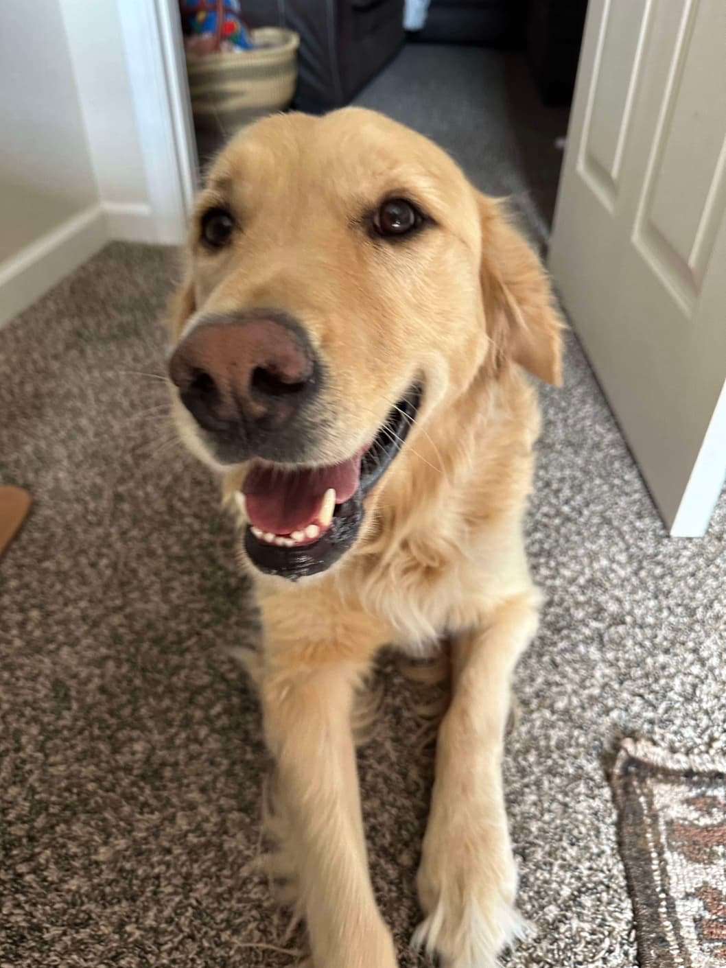 *ADOPTED* <br> Captain 