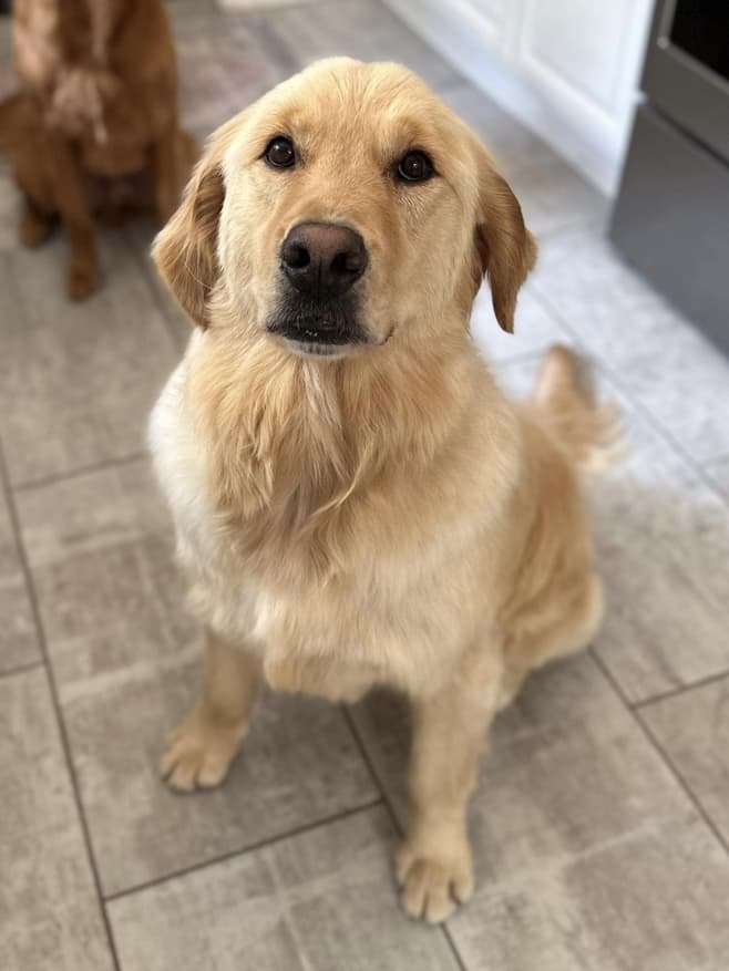*ADOPTED* <br> Captain 