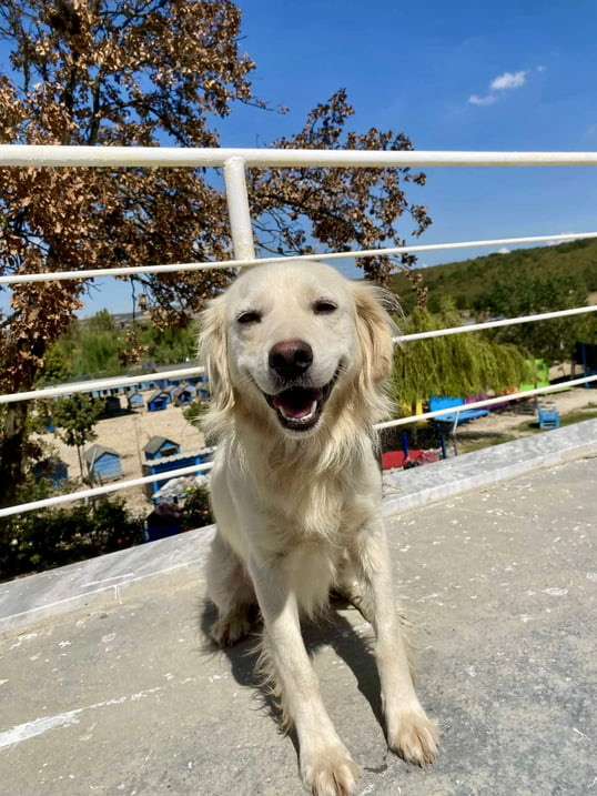 *ADOPTED* <br> Arrow 