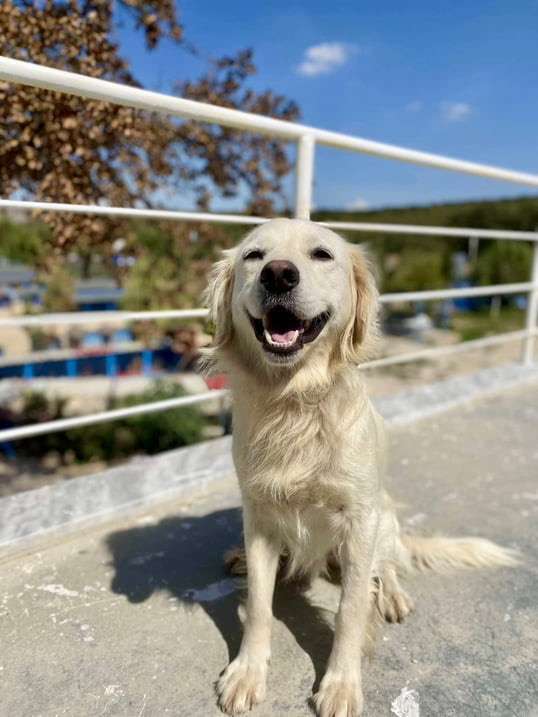 *ADOPTED* <br> Arrow 