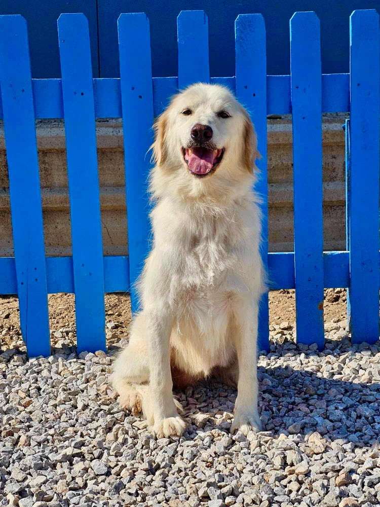 Vera 
