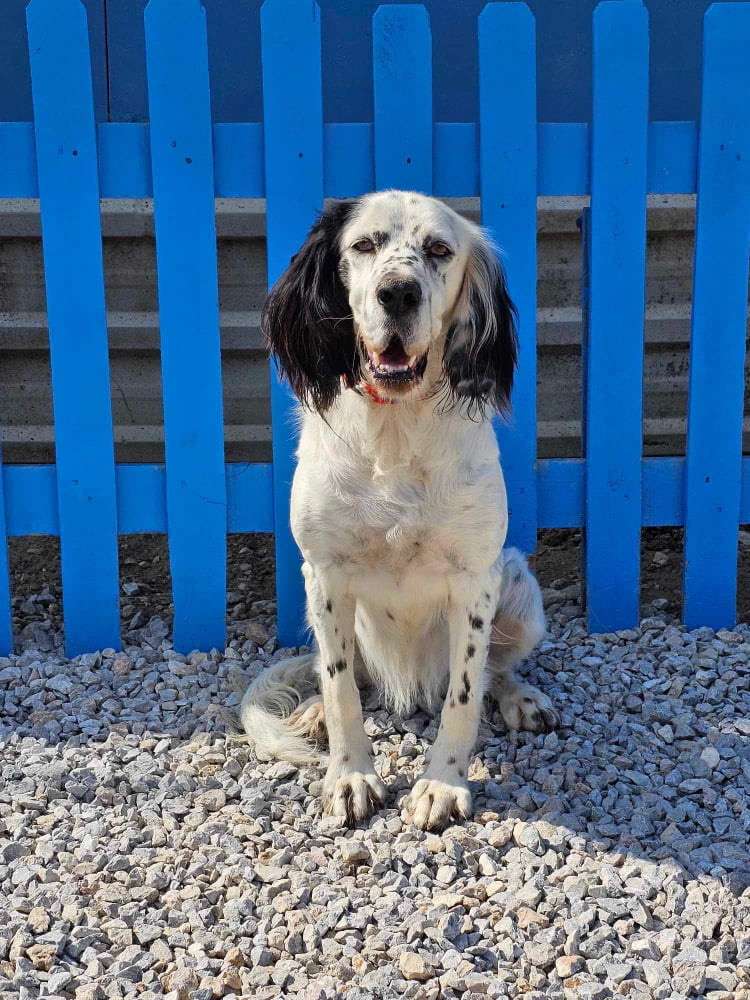 *ADOPTED* <br> Darlin'  