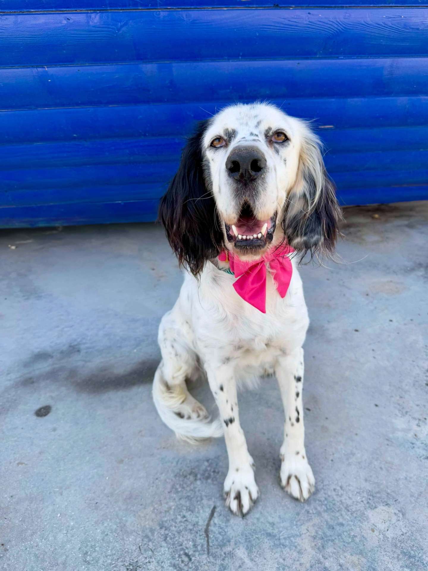 *ADOPTED* <br> Darlin'  