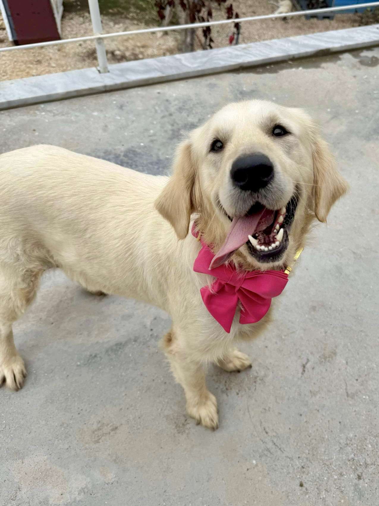 *ADOPTED* <br> Amelia 