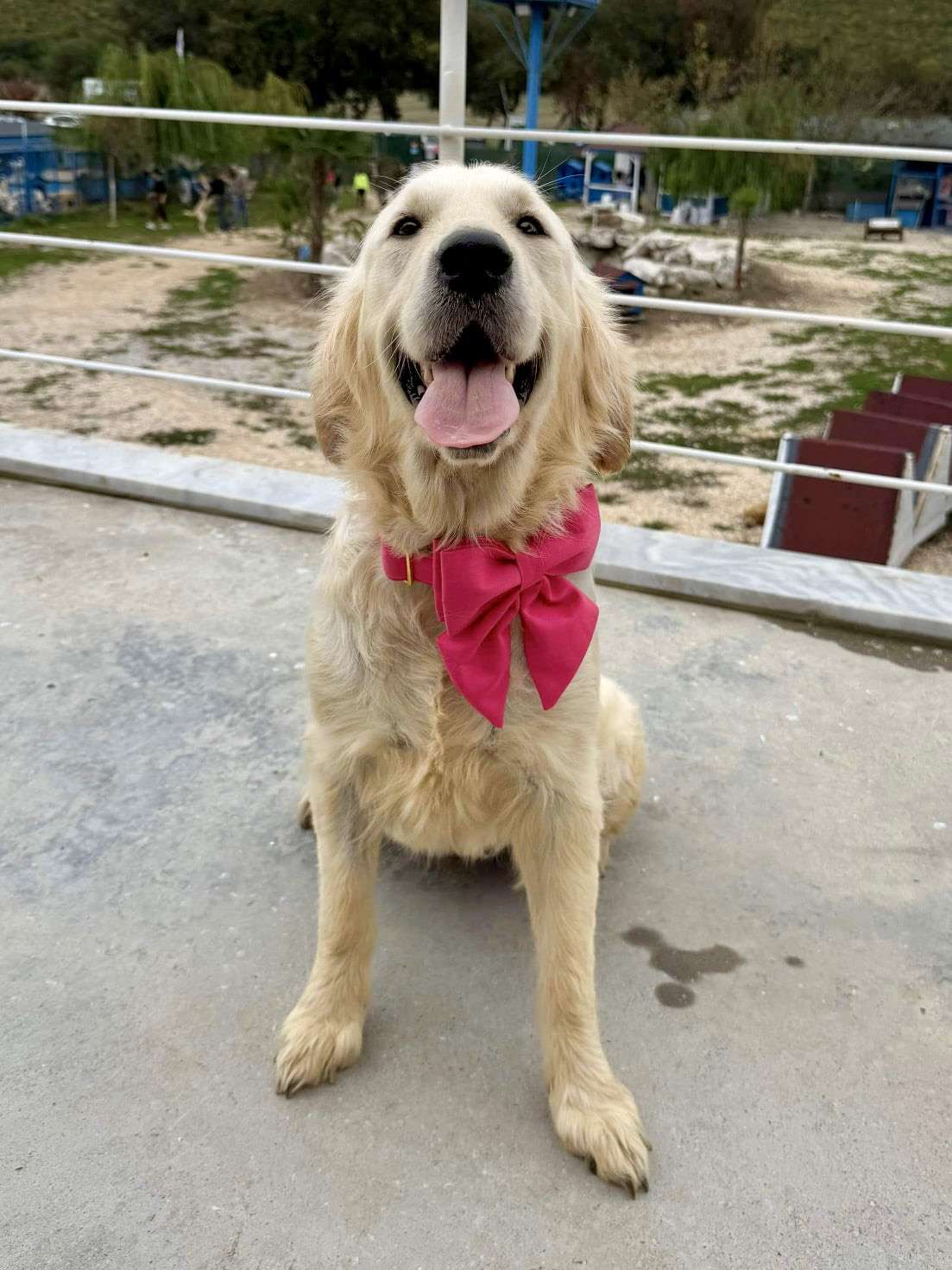 *ADOPTED* <br> Amelia 