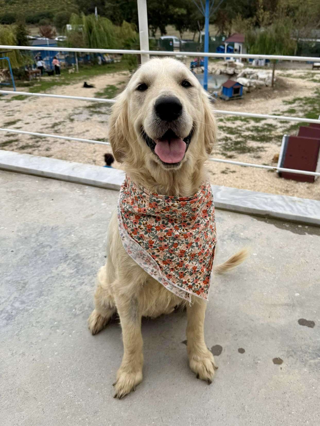 *ADOPTED* <br> Amelia 