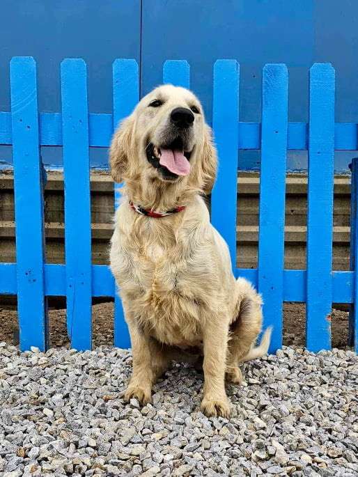 *ADOPTED* <br> Amelia 