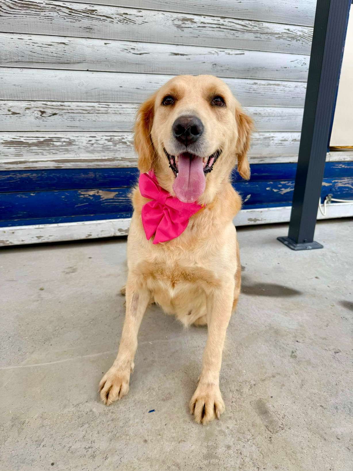 *ADOPTED* <br> Adele 