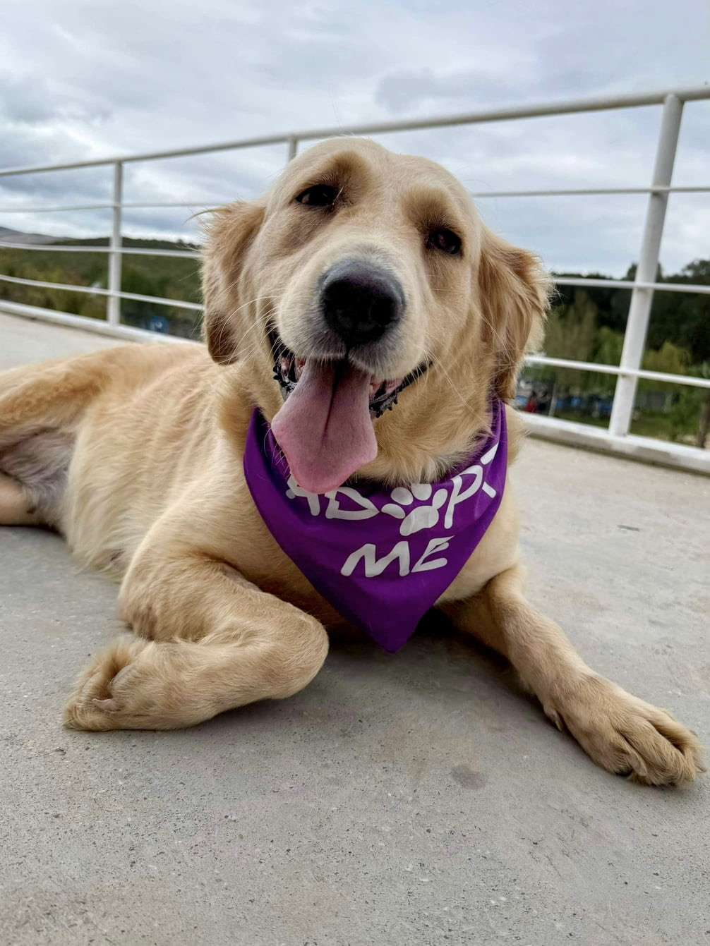 *ADOPTED* <br> Adele 
