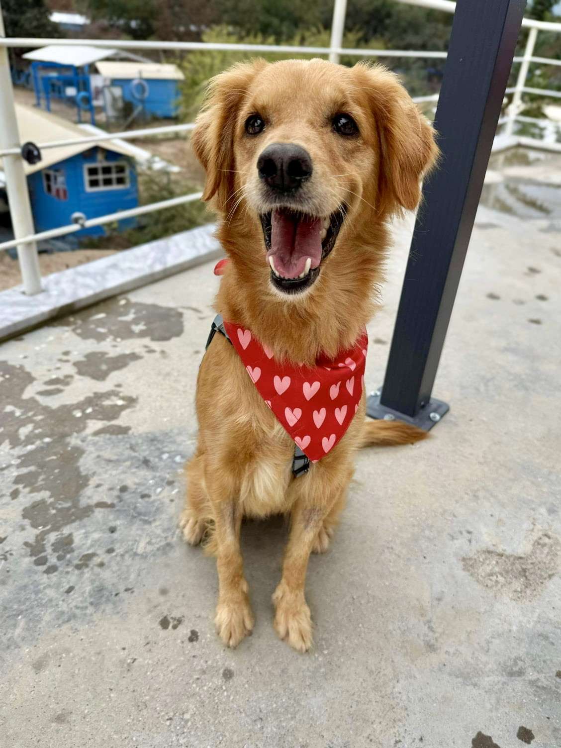 *ADOPTED* <br> Addie 