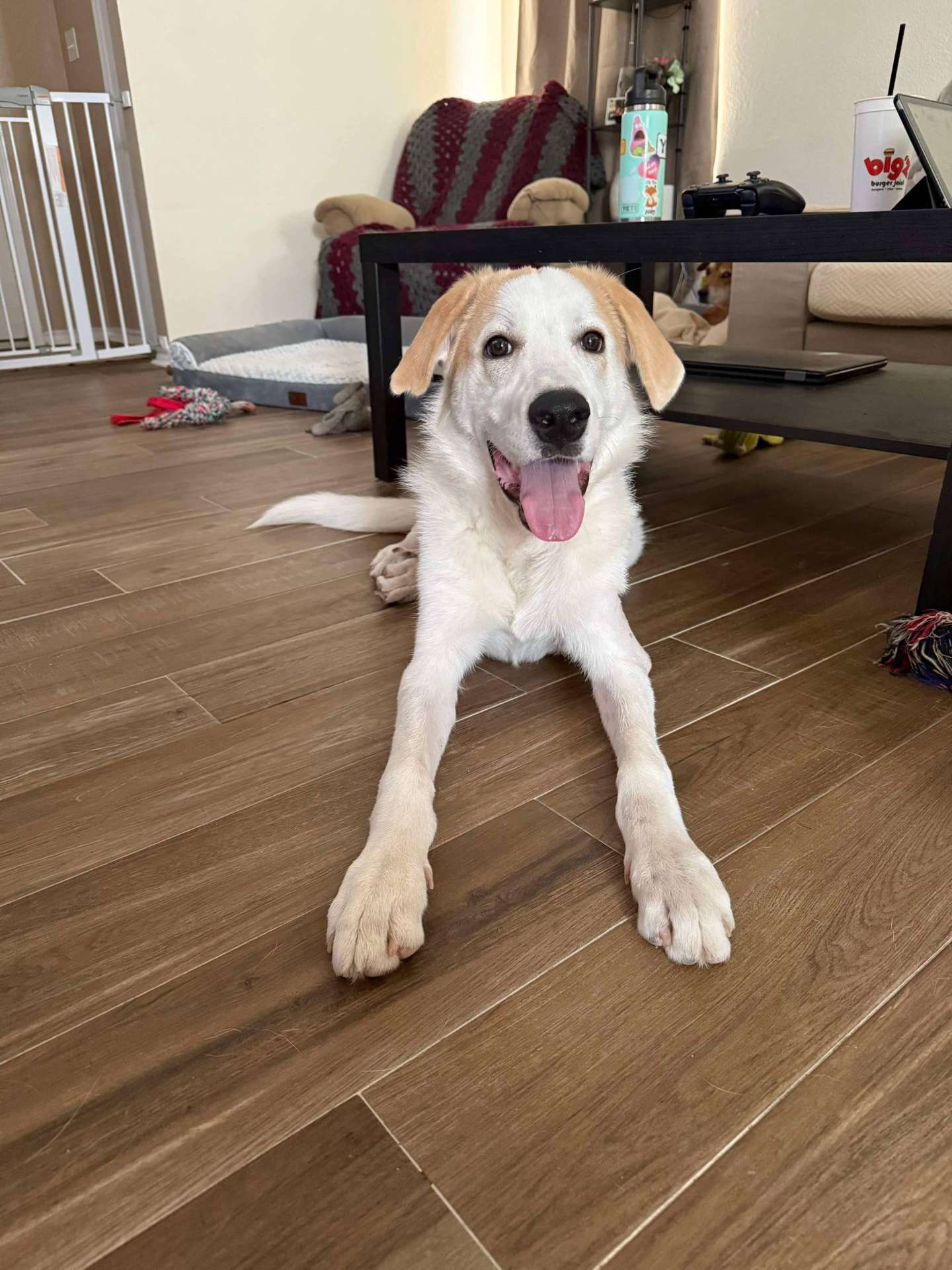 *ADOPTED* <br> Wyatt 