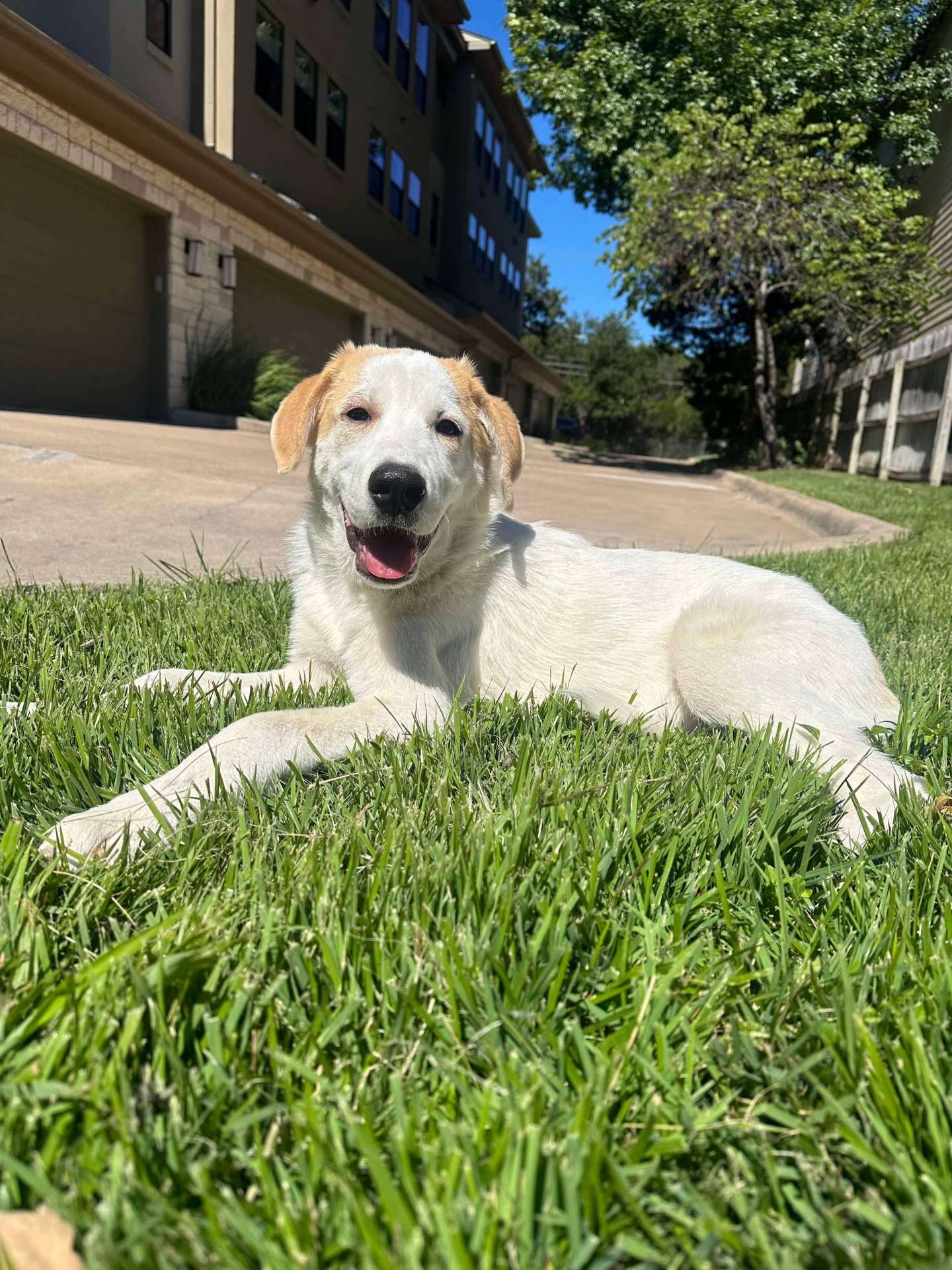 *ADOPTED* <br> Wyatt 