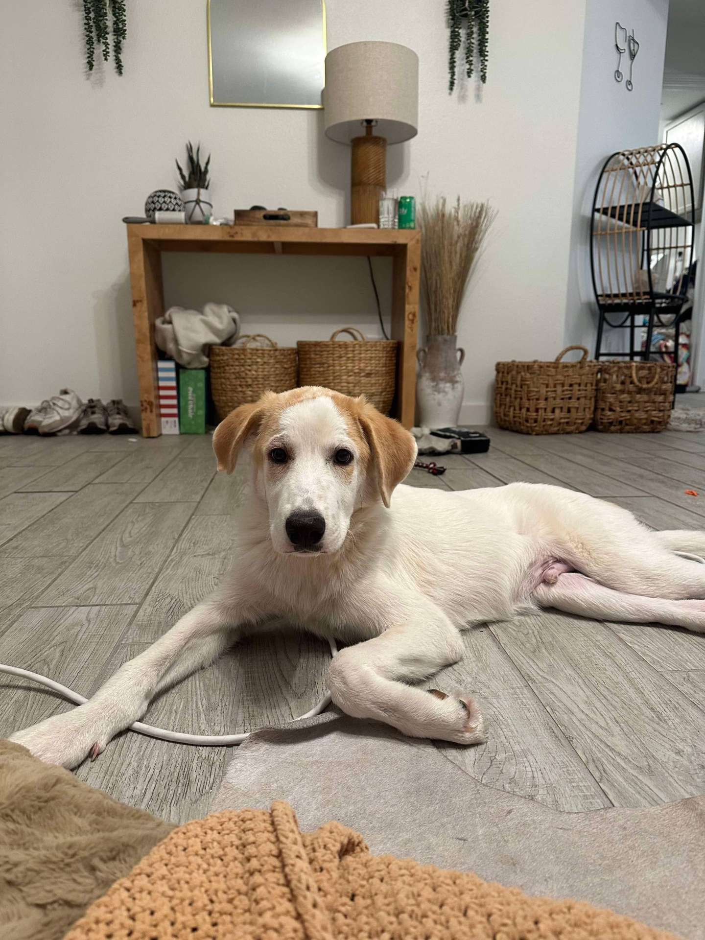 *ADOPTED* <br> Wyatt 