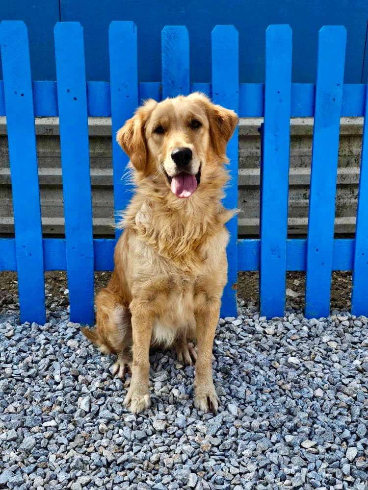 *ADOPTED* <br> April 