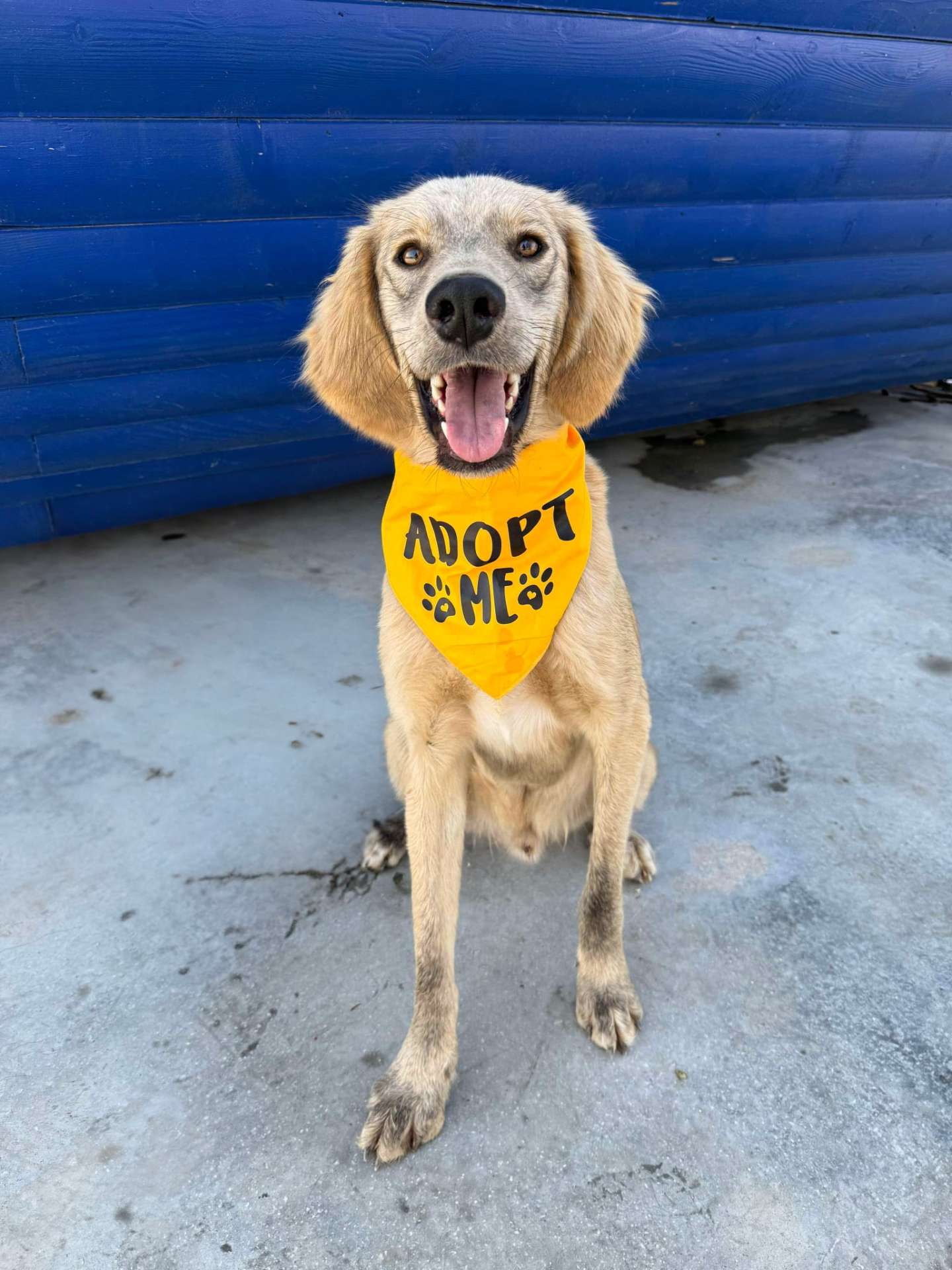 *ADOPTED* <br> Ash