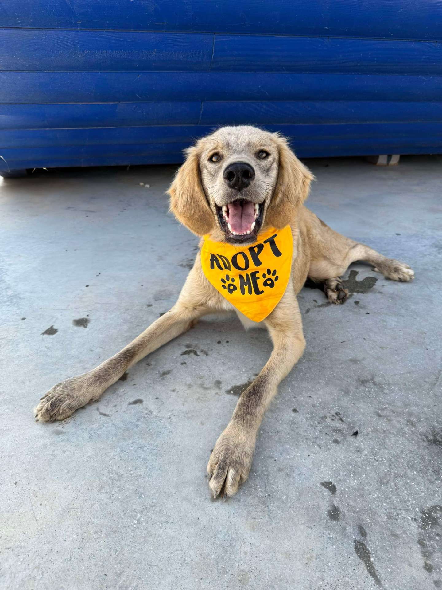 *ADOPTED* <br> Ash