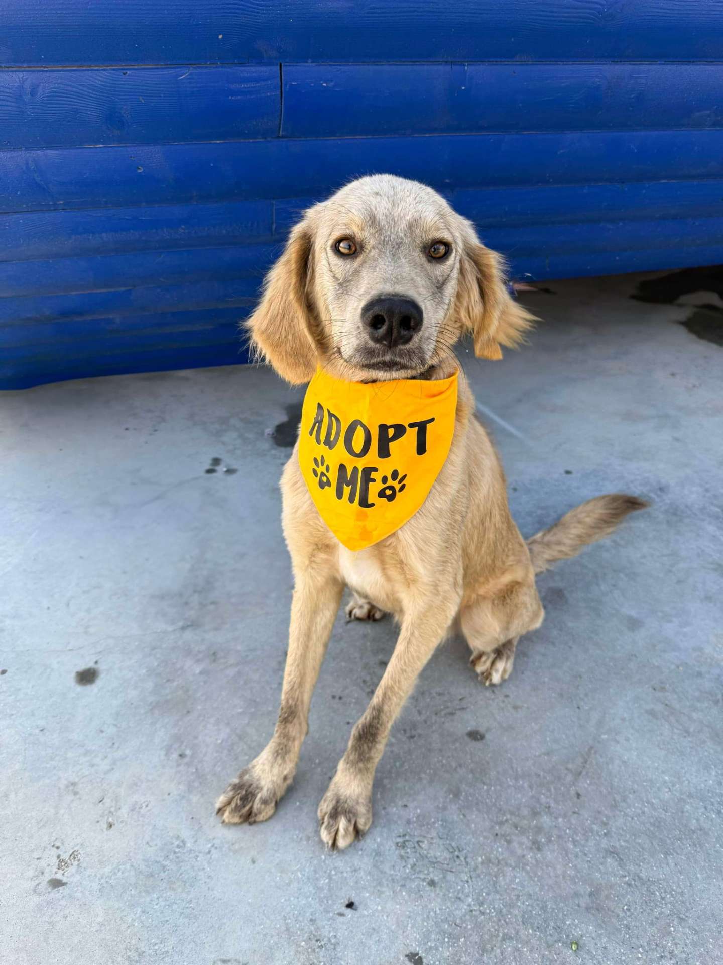 *ADOPTED* <br> Ash