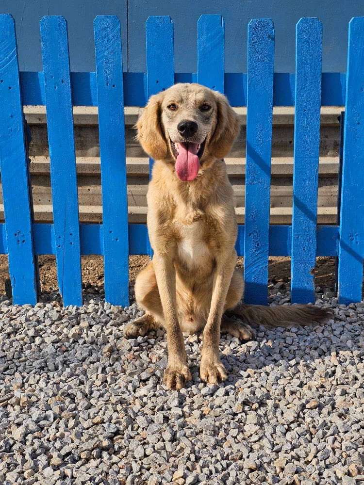 *ADOPTED* <br> Ash