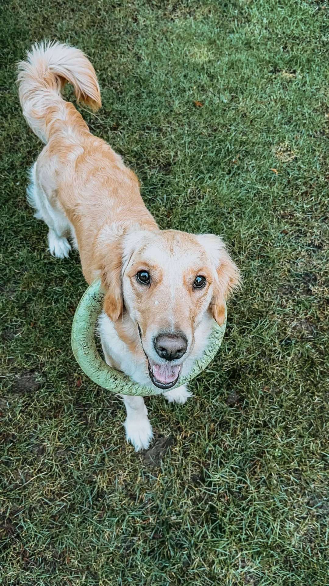 Loki