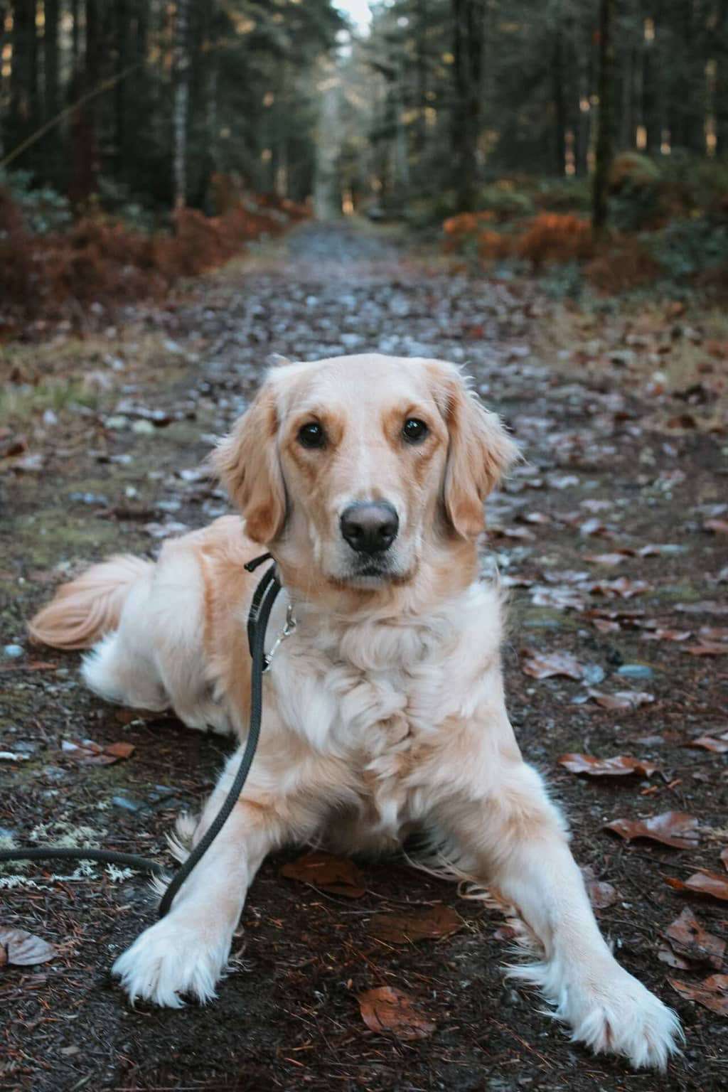 Loki