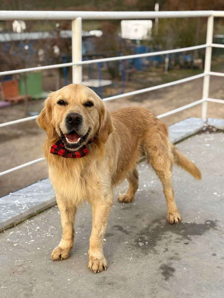 *ADOPTED* <br> Style