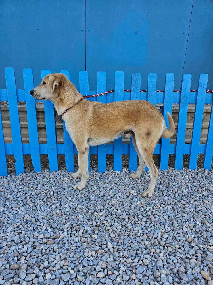 *ADOPTED* <br> Starbuck 