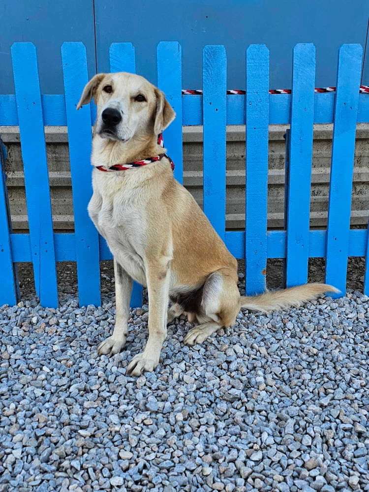 *ADOPTED* <br> Starbuck 