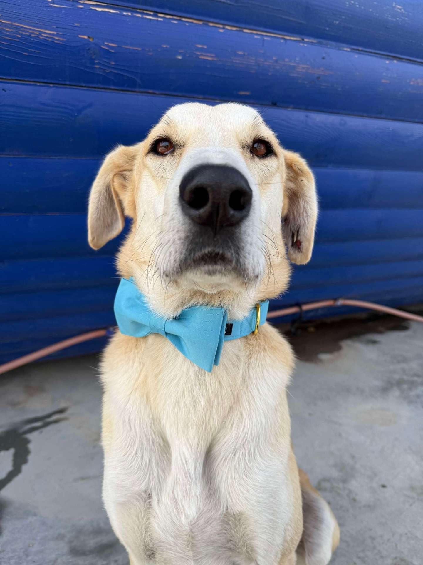 *ADOPTED* <br> Starbuck 