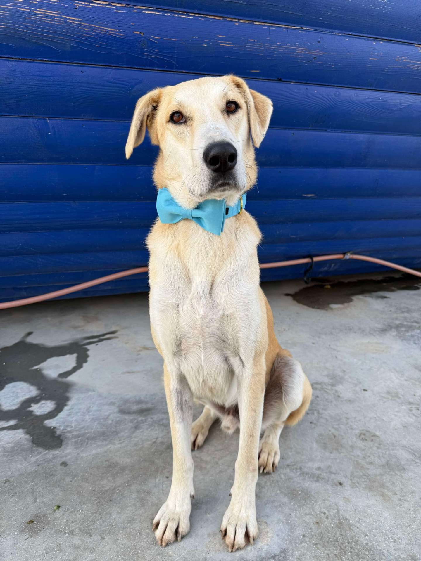 *ADOPTED* <br> Starbuck 