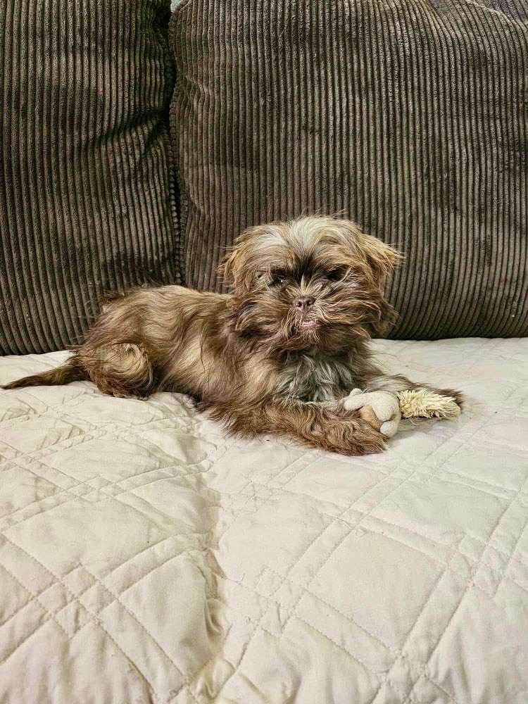Chewy  