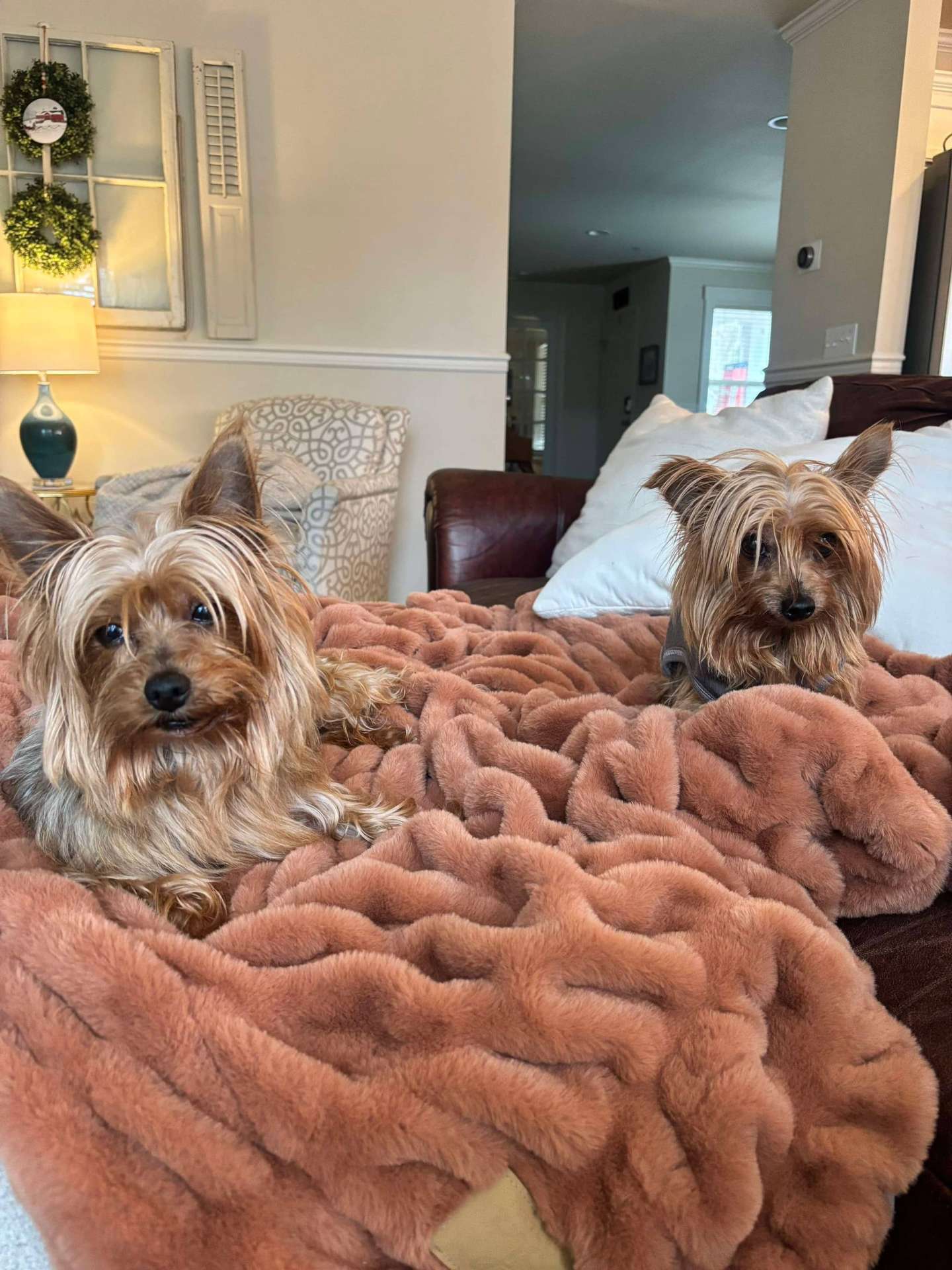 *ADOPTED* <br> Snickers & Rolo 