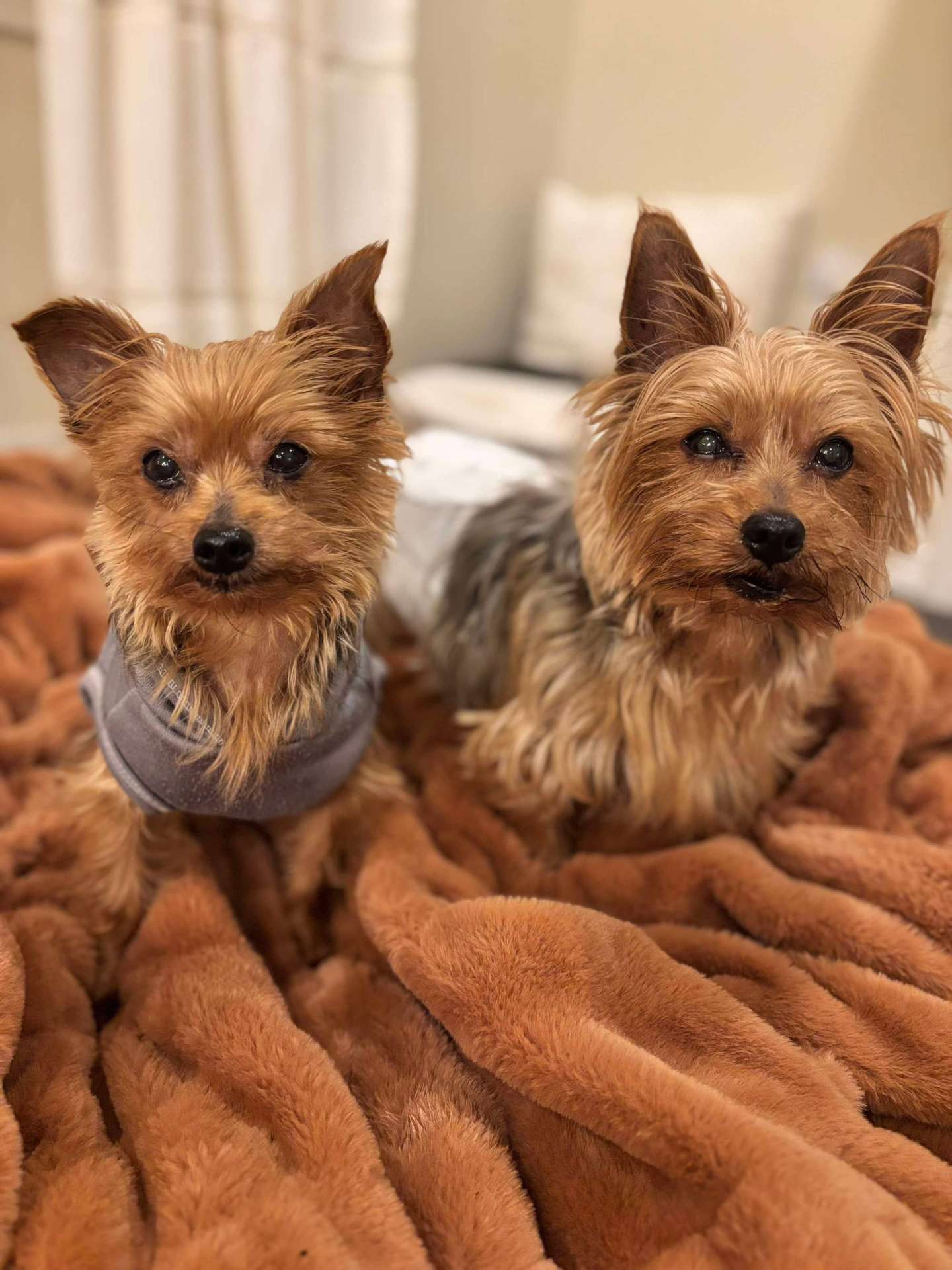 *ADOPTED* <br> Snickers & Rolo 