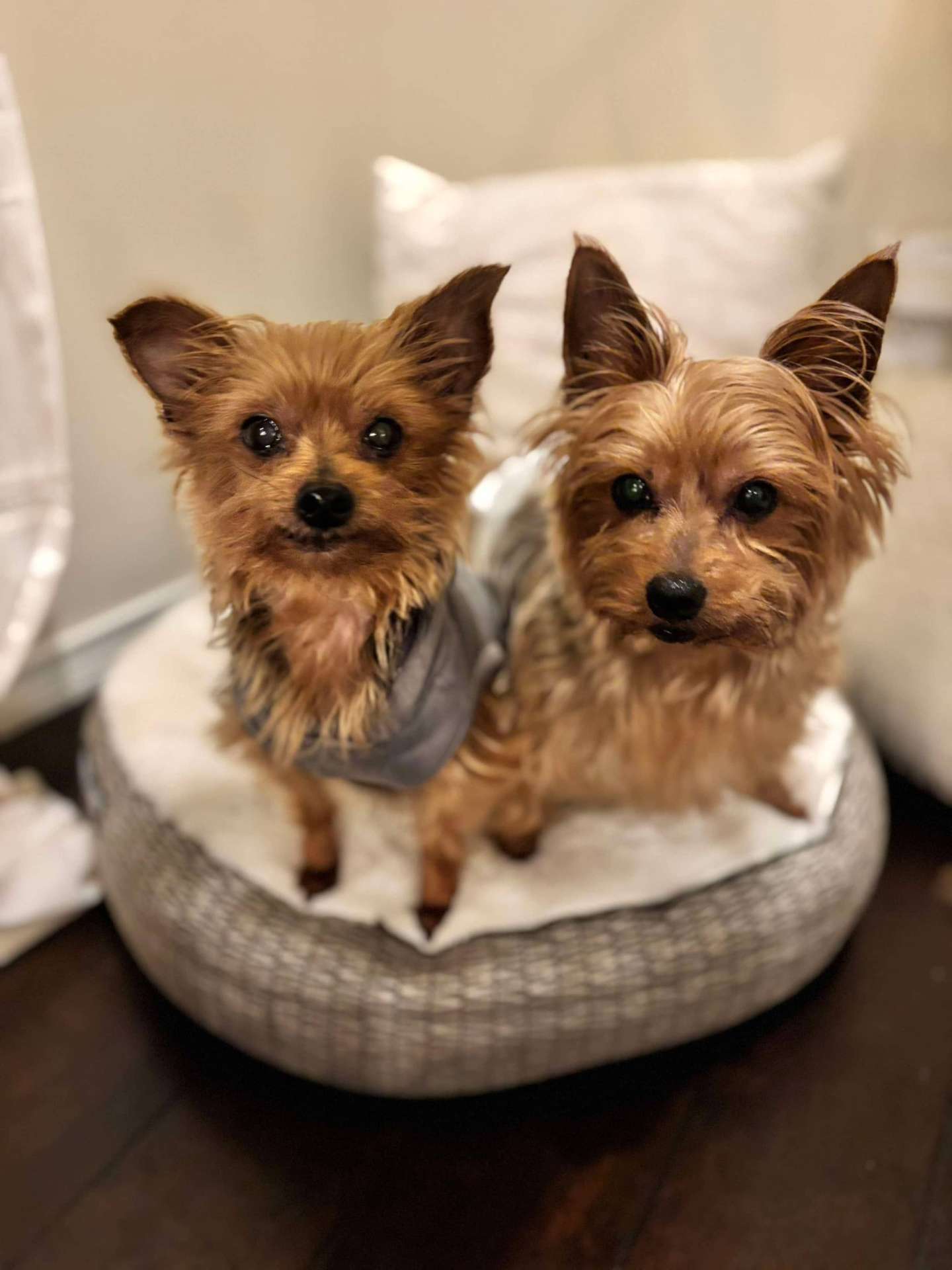 *ADOPTED* <br> Snickers & Rolo 
